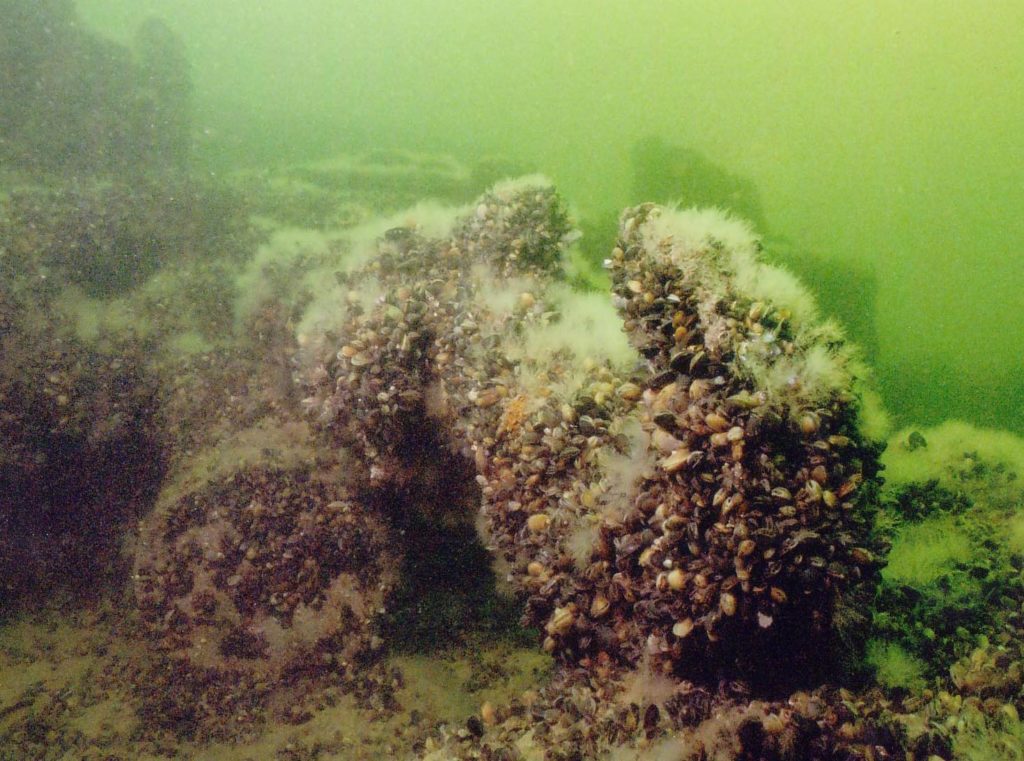 Sukeltaminen virossa hylyt