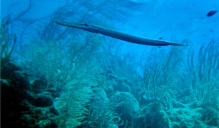 Karibia curacao sukellus