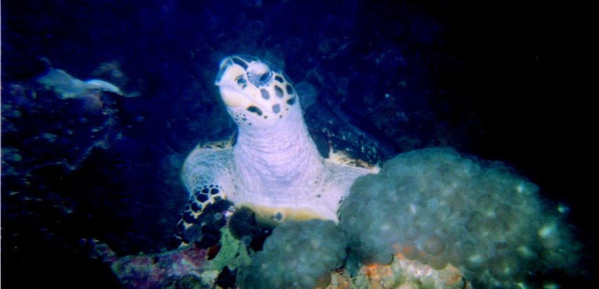 Merikilpikonna Thaimaa