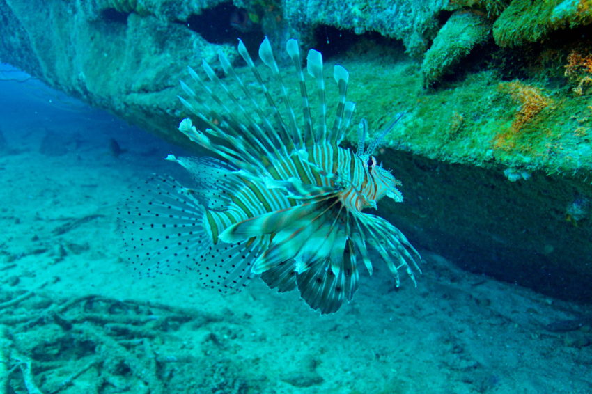 Leijonakala lionfish
