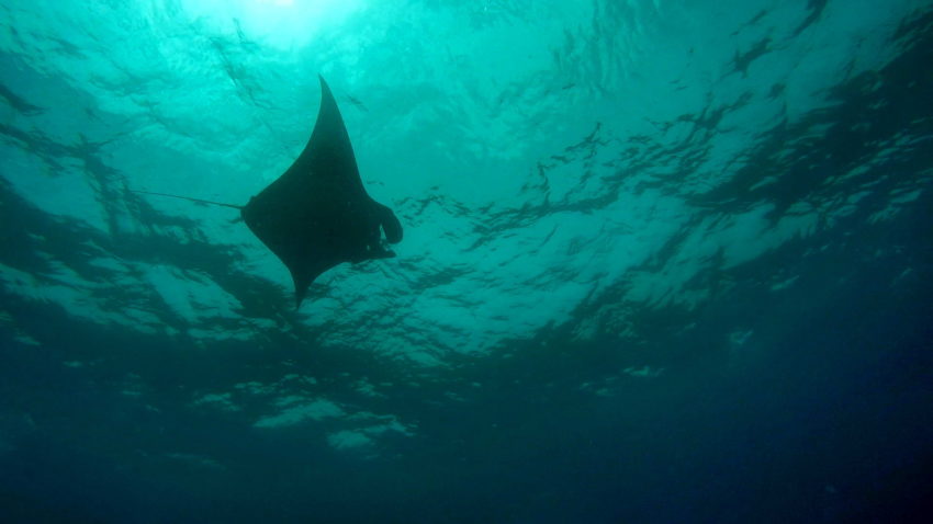 manta bali stingray