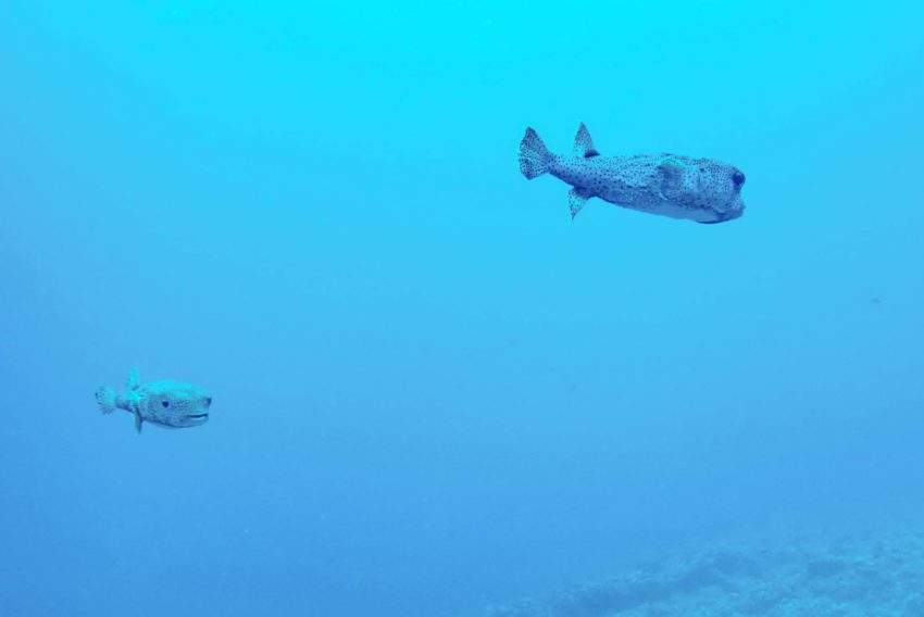 Porcupinfish, Diodon Hystrix. Mauritius Indian Occean